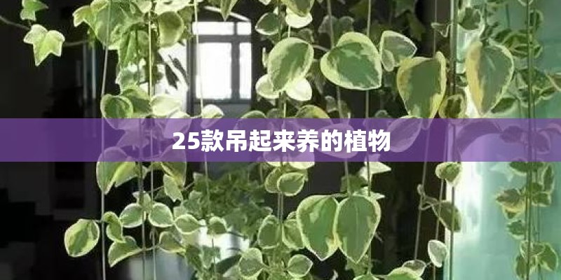 25款吊起来养的植物