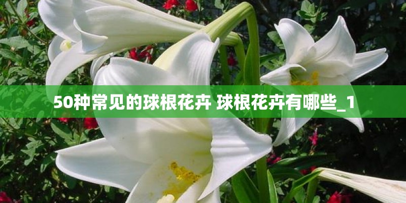 50种常见的球根花卉 球根花卉有哪些_1