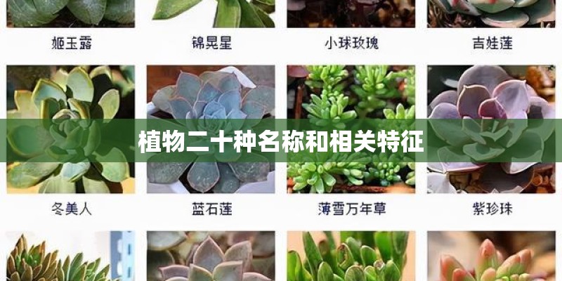 植物二十种名称和相关特征