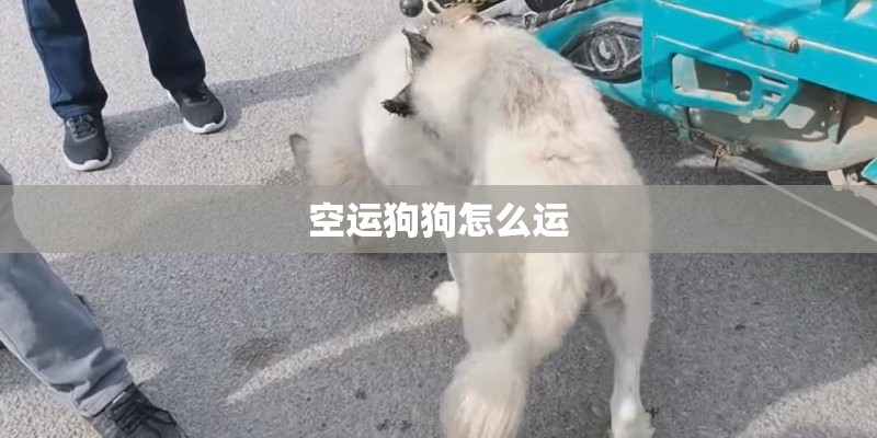 空运狗狗怎么运
