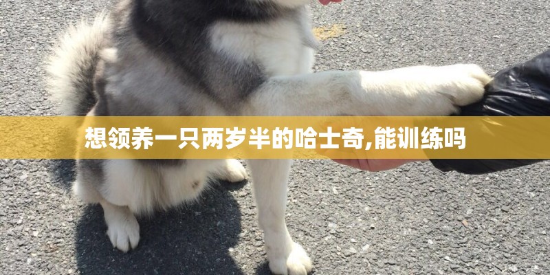 想领养一只两岁半的哈士奇,能训练吗