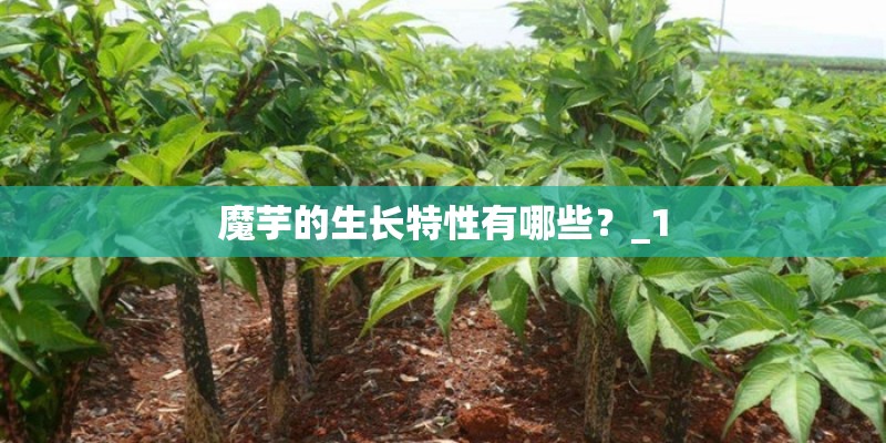 魔芋的生长特性有哪些？_1