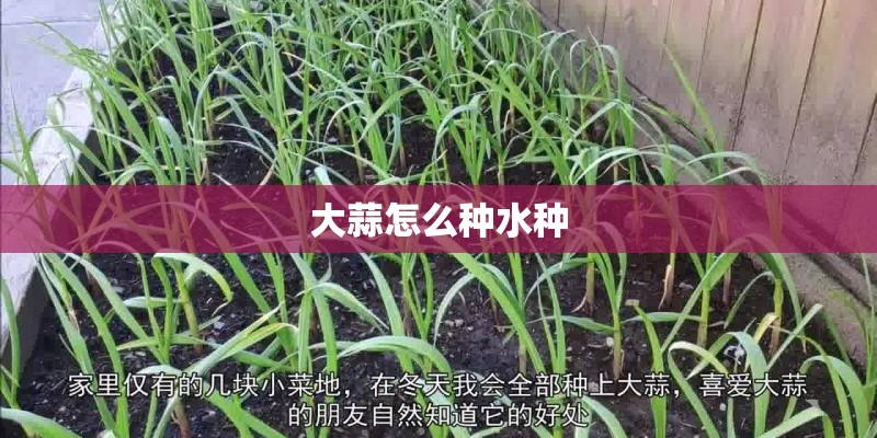 大蒜怎么种水种