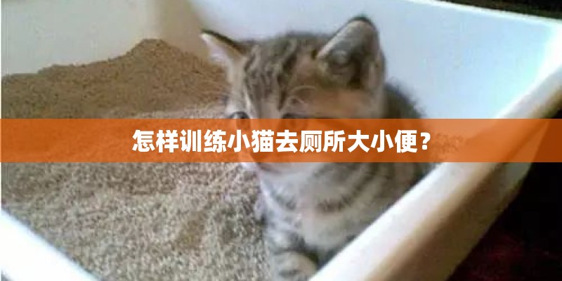 怎样训练小猫去厕所大小便？