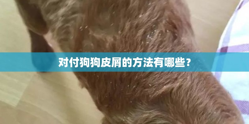 对付狗狗皮屑的方法有哪些？