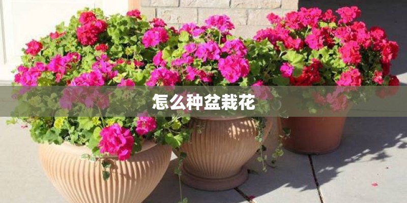 怎么种盆栽花