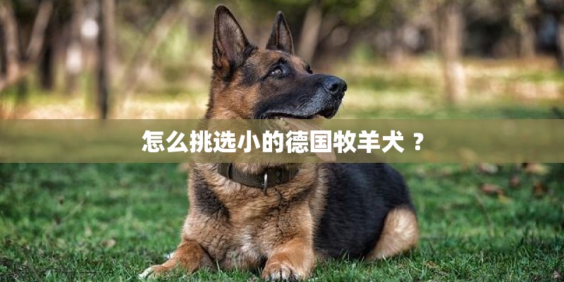 怎么挑选小的德国牧羊犬 ？