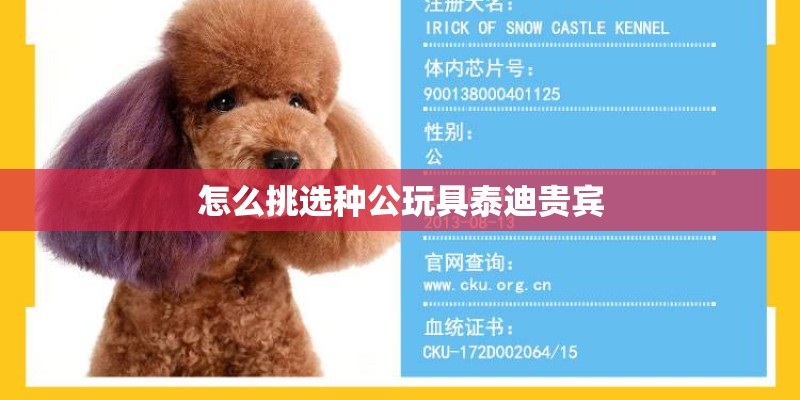 怎么挑选种公玩具泰迪贵宾