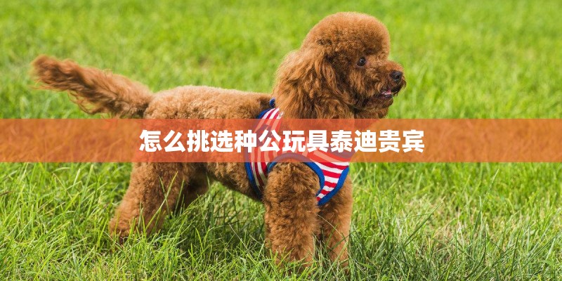 怎么挑选种公玩具泰迪贵宾