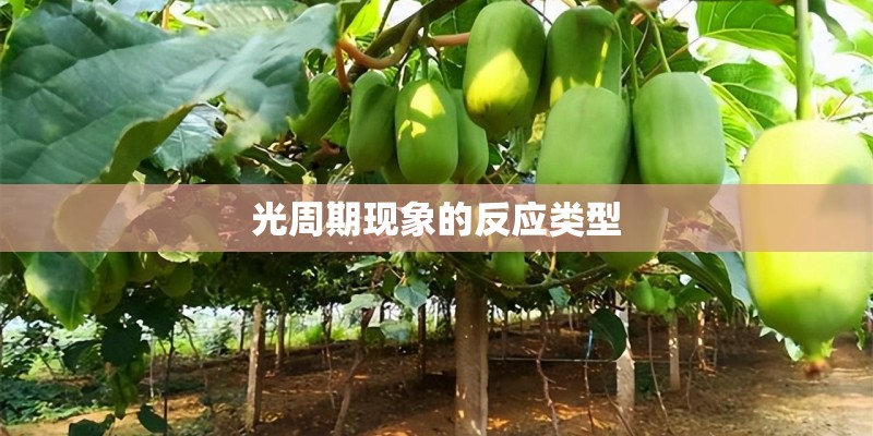 光周期现象的反应类型