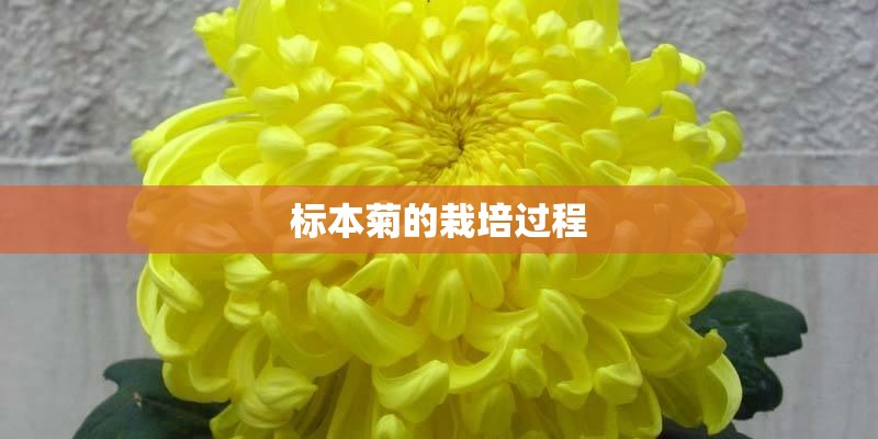 标本菊的栽培过程