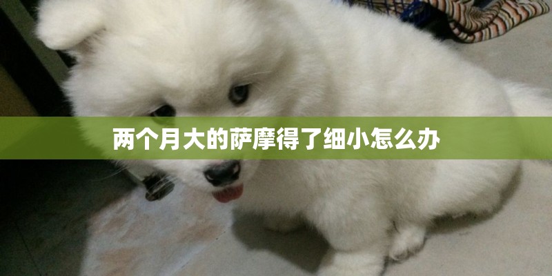 两个月大的萨摩得了细小怎么办
