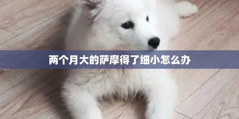 大西洋雪松