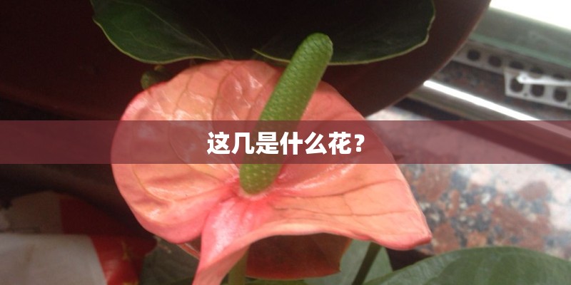 这几是什么花？