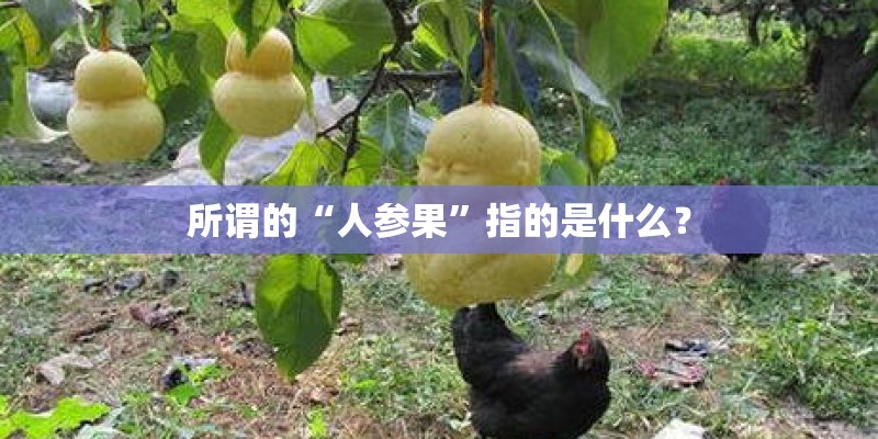 所谓的“人参果”指的是什么？