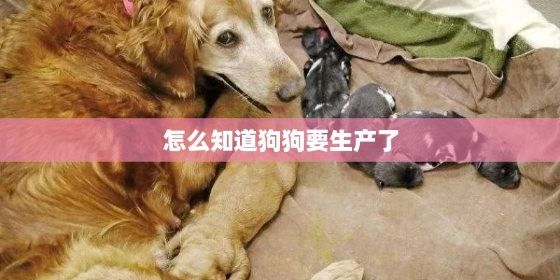 怎么知道狗狗要生产了