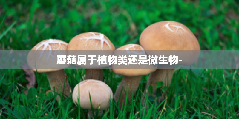 蘑菇属于植物类还是微生物-