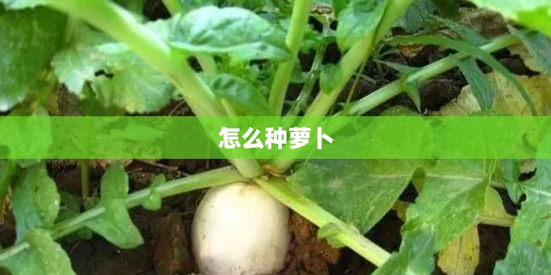 怎么种萝卜