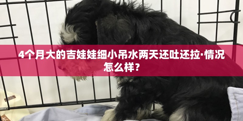 4个月大的吉娃娃细小吊水两天还吐还拉·情况怎么样？