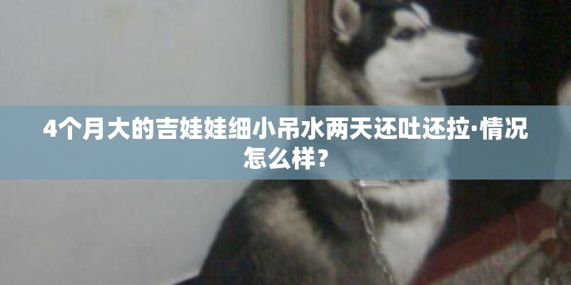 4个月大的吉娃娃细小吊水两天还吐还拉·情况怎么样？