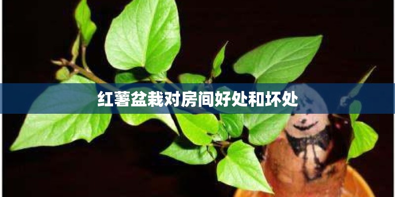 红薯盆栽对房间好处和坏处