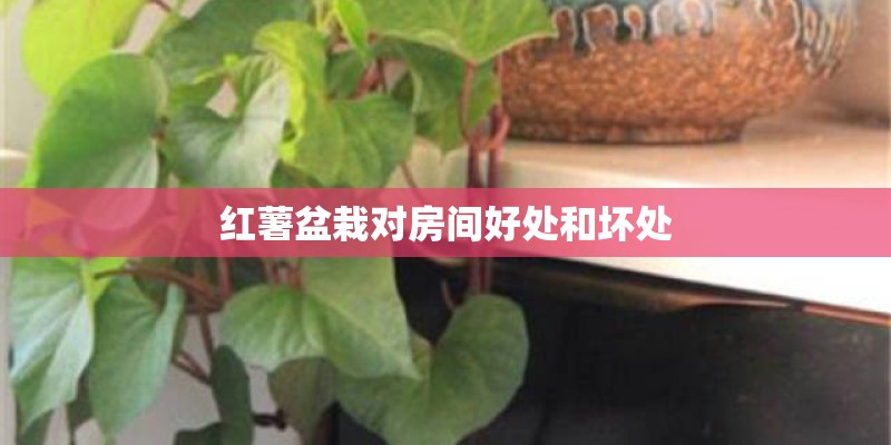 红薯盆栽对房间好处和坏处