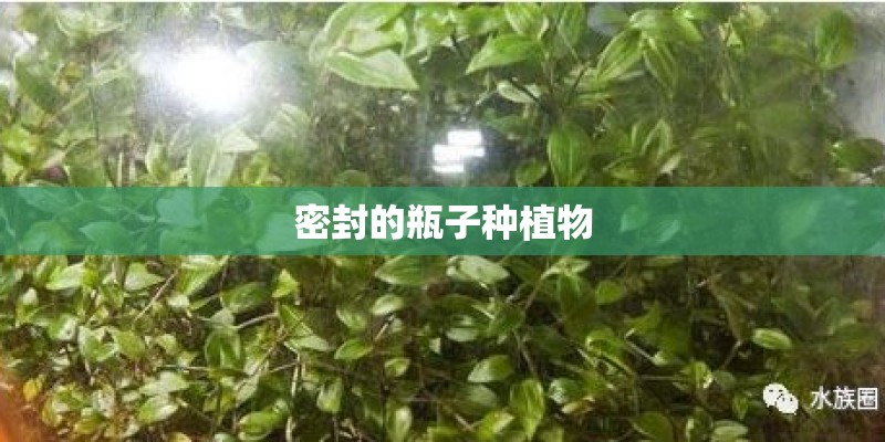 密封的瓶子种植物