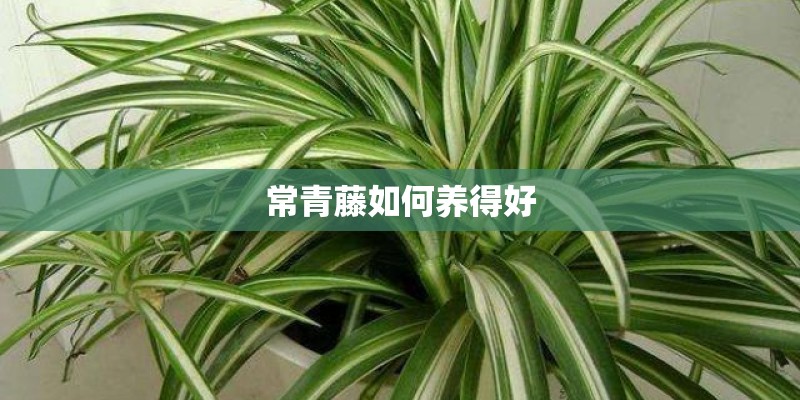 常青藤如何养得好