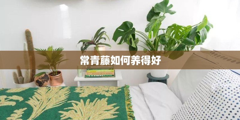 常青藤如何养得好 常青藤如何养得好