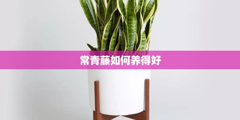 常青藤如何养得好 常青藤如何养得好