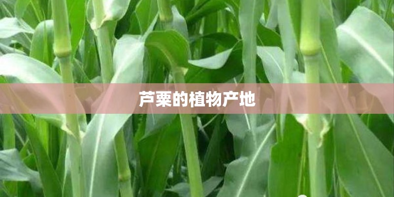 芦粟的植物产地