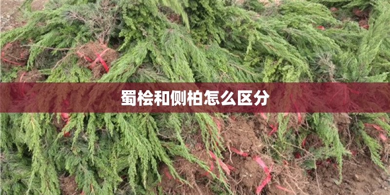 蜀桧和侧柏怎么区分