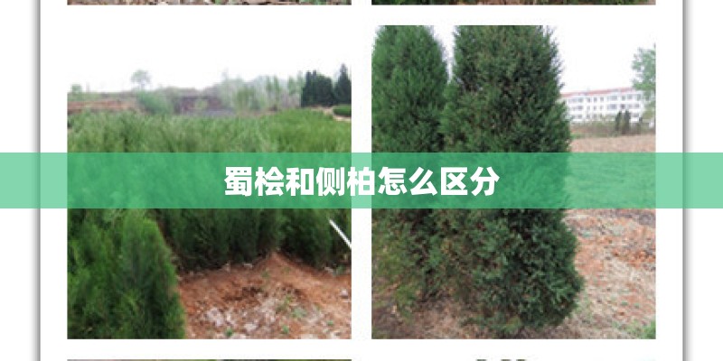 蜀桧和侧柏怎么区分