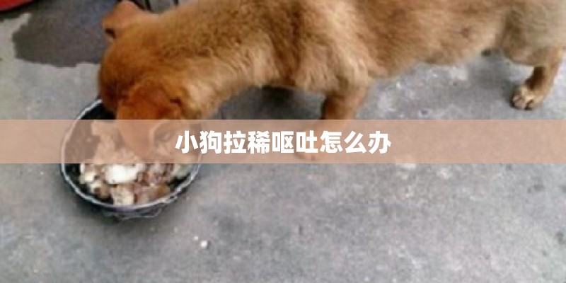 小狗拉稀呕吐怎么办