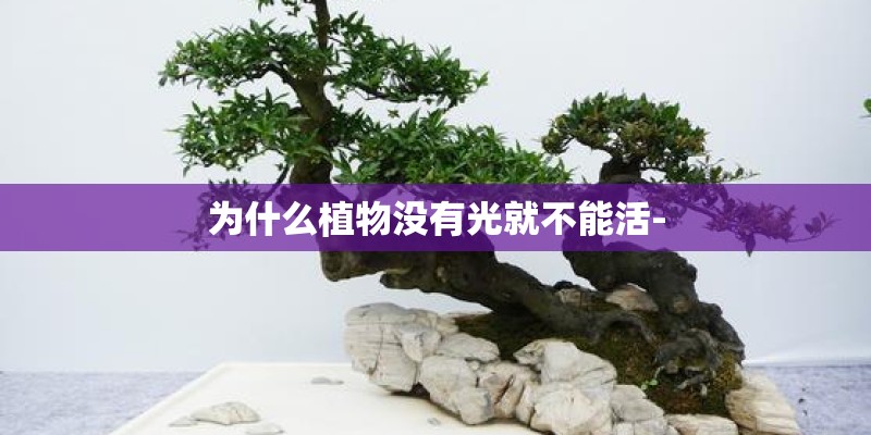 为什么植物没有光就不能活-