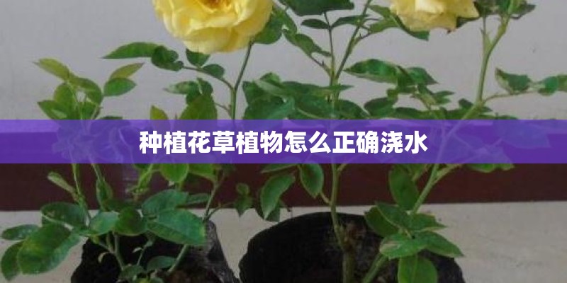 种植花草植物怎么正确浇水