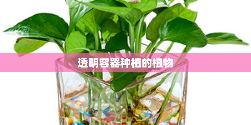 透明容器种植的植物
