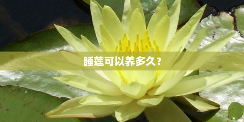 睡莲可以养多久？