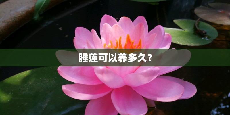 睡莲可以养多久? 睡莲可以养多久?
