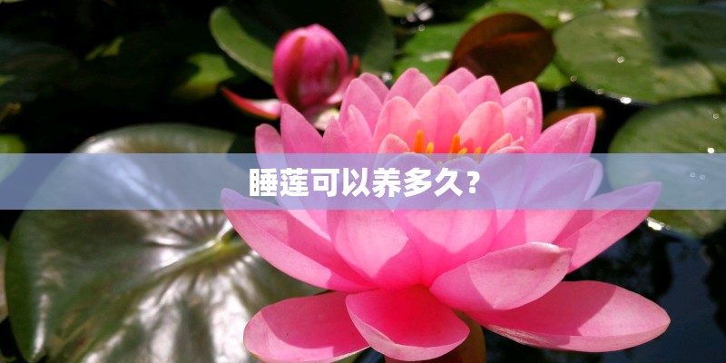 睡莲可以养多久? 睡莲可以养多久?