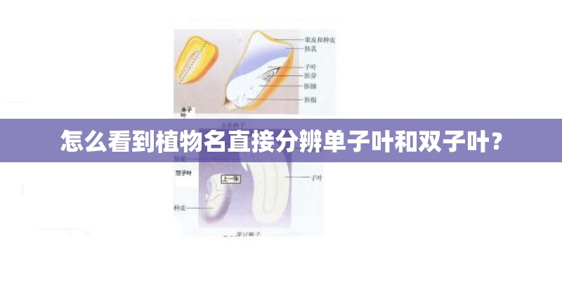 怎么看到植物名直接分辨单子叶和双子叶？