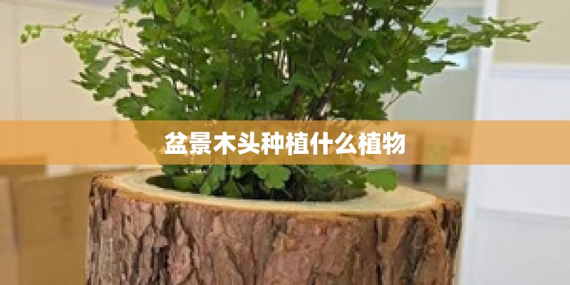 盆景木头种植什么植物