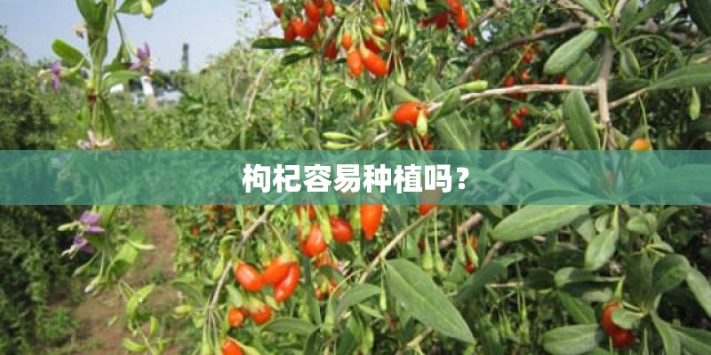 枸杞容易种植吗？