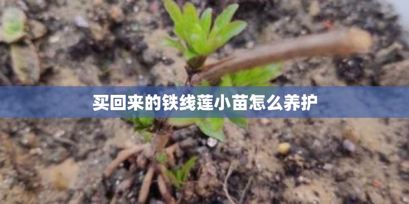 买回来的铁线莲小苗怎么养护