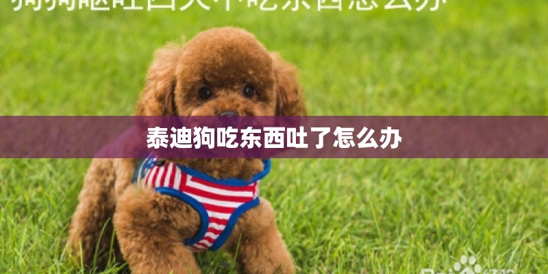 泰迪狗吃东西吐了怎么办