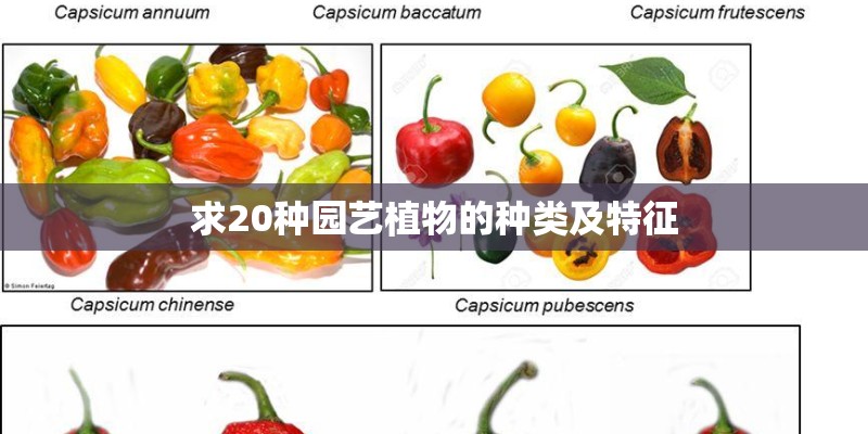 求20种园艺植物的种类及特征