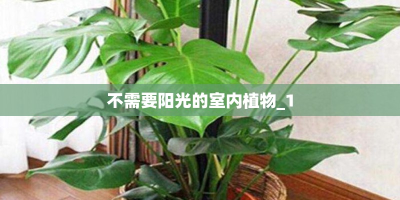 不需要阳光的室内植物_1