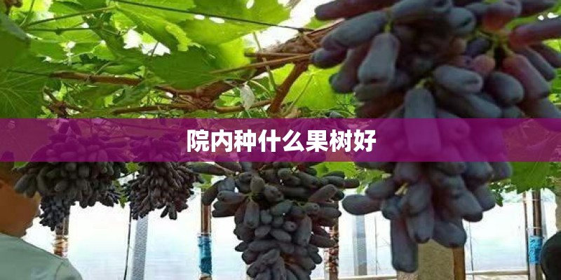 院内种什么果树好