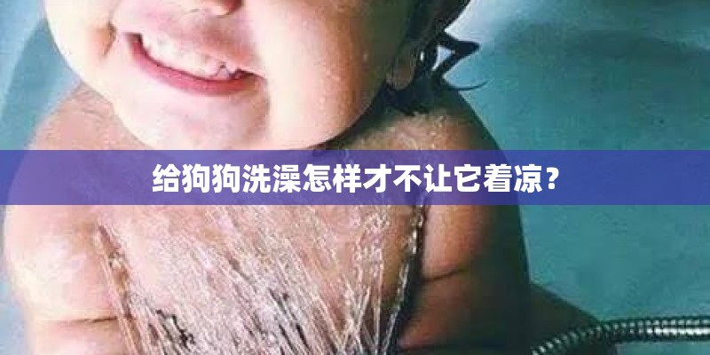 给狗狗洗澡怎样才不让它着凉？