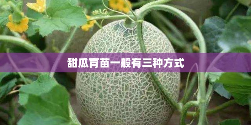 甜瓜育苗一般有三种方式